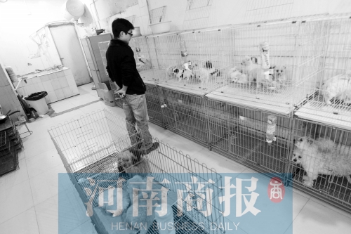 市民反映，淮河路“緣寵”寵物店曾出售疑似患病的狗