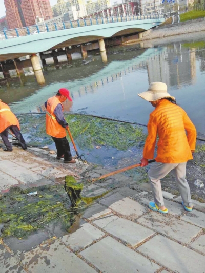 每天出動(dòng)六十人次進(jìn)行打撈，也難以遏制綠藻蔓延。