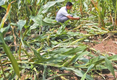 甕峪村一莊稼地，被野豬糟蹋的玉米。