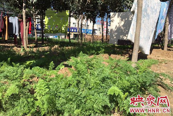 西四環(huán)中原路交叉口，大片生態(tài)廊道被毀，變成私家菜園。