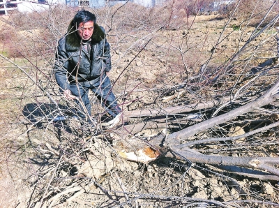 問周邊的人，都說白天沒見有人推樹，可能是夜里被鏟車推的