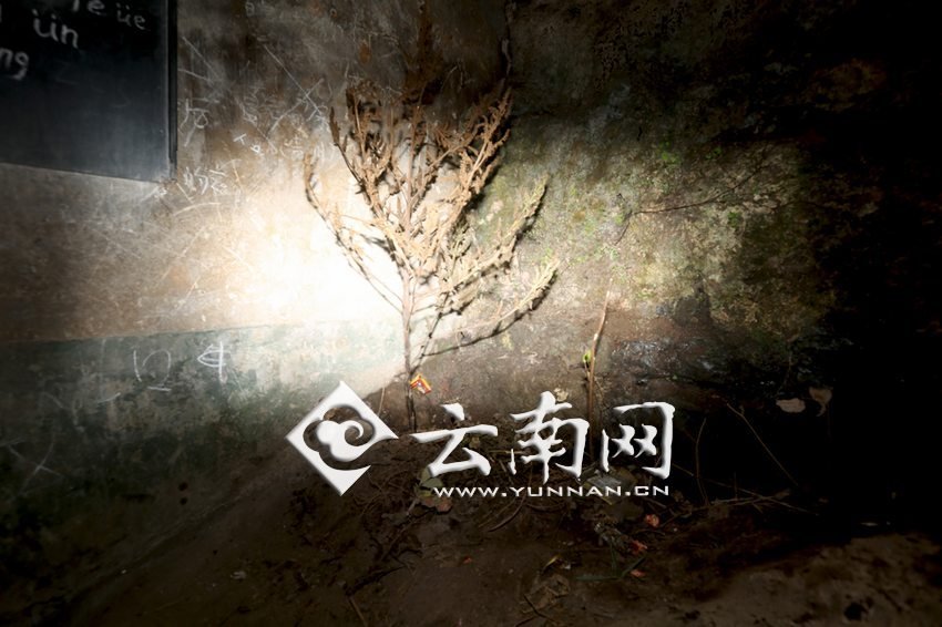 　教室里沒有燈，光線太暗，村民便種下了野蘇麻，希望教室有綠色，讓孩子們看到“希望”。 徐弘毅 攝