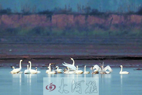 天鵝來(lái)濕地做客 天鵝來(lái)濕地做客