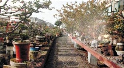 劉光嘉出示博物館內(nèi)部圖片中，擺放著各種盆景。