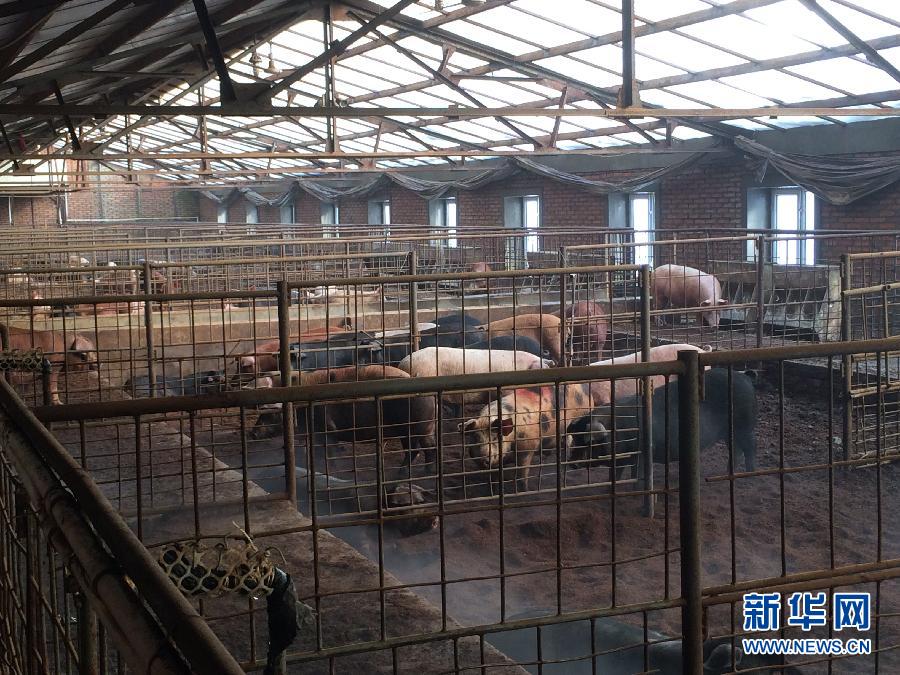 穗豐園里的豬舍（2013年12月8日攝）。新華社記者 程子龍 攝