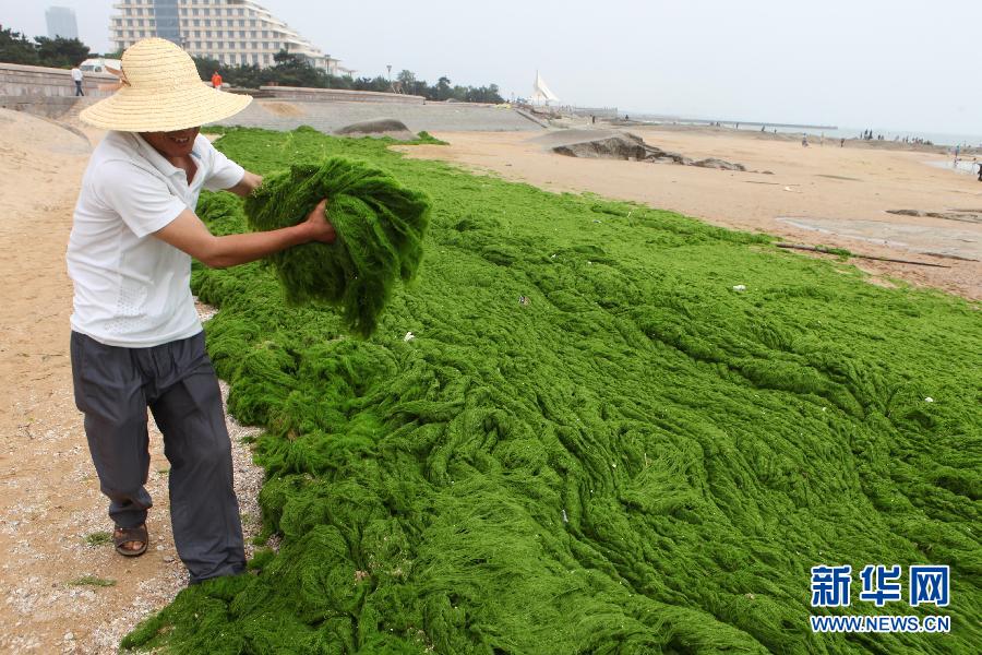6月10日，山東日照市萬平口景區(qū)管理部門組織工作人員在清理海灘上的滸苔。