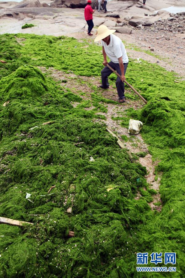 6月10日，山東日照市萬平口景區(qū)管理部門組織工作人員在清理海灘上的滸苔。