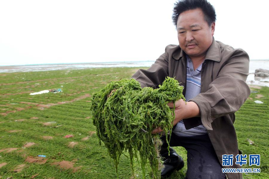 6月10日，在江蘇省連云港市贛榆縣海州灣旅游度假區(qū)，一名漁民在展示清理的滸苔。