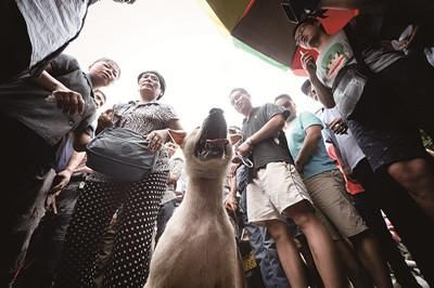 一只狗被動(dòng)保人士與狗販子圍在中間，等待兩方的討價(jià)還價(jià)后決定去向