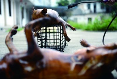 今天上午，玉林很多餐館為即將到來(lái)的狗肉節(jié)備貨，圖為餐館后廚正在加工狗肉 記者 劉暢 攝