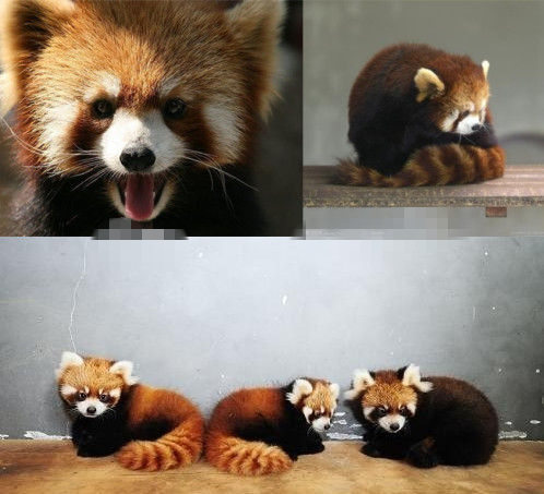 網(wǎng)友猜測(cè)三只小浣熊寓意歐弟老婆懷孕。