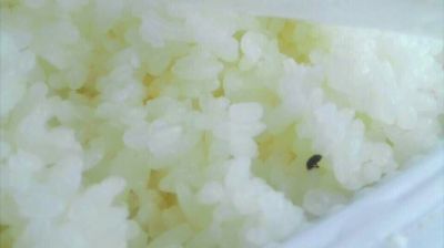 陸先生在高鐵上購(gòu)買的“梅菜扣肉套餐”盒飯。盒飯中的米飯上有芝麻狀的黑色小蟲(chóng)。