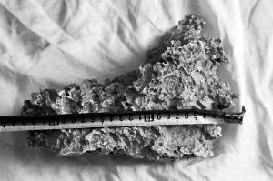 1月30日，新疆青河縣牧民別熱克·薩吾特意外撿到重7.85公斤左右的一塊狗頭黃金