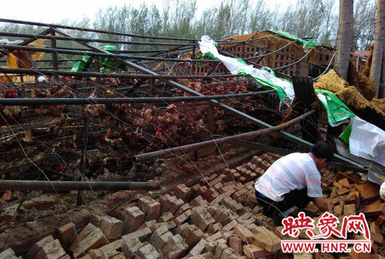 養(yǎng)雞場受災