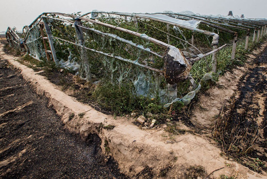內黃縣梁莊鎮(zhèn)南前桐村被燒壞的蔬菜大棚。