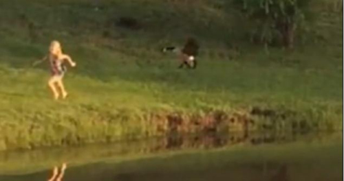 圖二：小女孩遭鵝襲擊向父親求救，但他不但沒有伸出援手，反而狂笑不止。