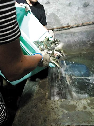 主人將撈上來(lái)的魚放進(jìn)魚池。