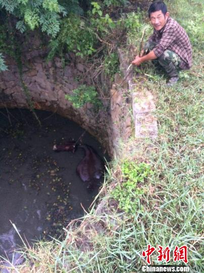 圖為大水牛掉進(jìn)13米深坑，民警消防灌水施救。