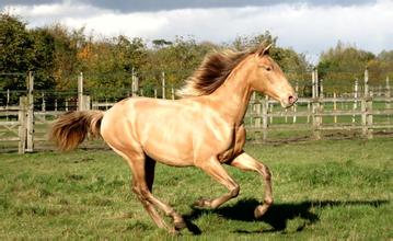 我國科學家發(fā)現(xiàn) 2000多年前罕見金色馬匹 我國科學家發(fā)現(xiàn) 2000多年前罕見金色馬匹