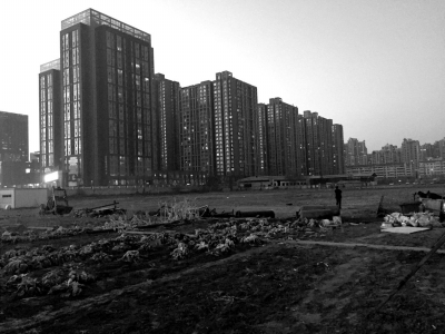 荒地上除堆放一些雜物外，還被附近居民種上了一片大白菜。