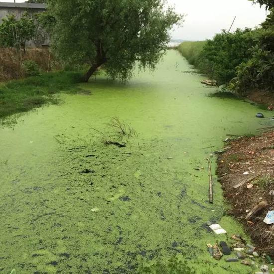 水污染現(xiàn)場(chǎng)，2015年7月 洞庭湖腹地湖南省安鄉(xiāng)縣安豐鄉(xiāng)出口洲社區(qū)房前屋后水網(wǎng)密布，但水污染嚴(yán)重水體發(fā)臭 新華社記者周楠攝