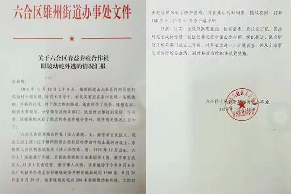 交匯點(diǎn)10月10日消息， 10日晚上，一則消息在南京人的朋友圈和微信群里瘋傳，網(wǎng)傳消息稱：六合雄州街道山北村一個(gè)農(nóng)莊私自養(yǎng)眼鏡蛇，幾天前突然跑出來了，估計(jì)二三百條。交匯點(diǎn)記者向六合區(qū)委宣傳部相關(guān)人士求證，證實(shí)了此事確實(shí)發(fā)生。