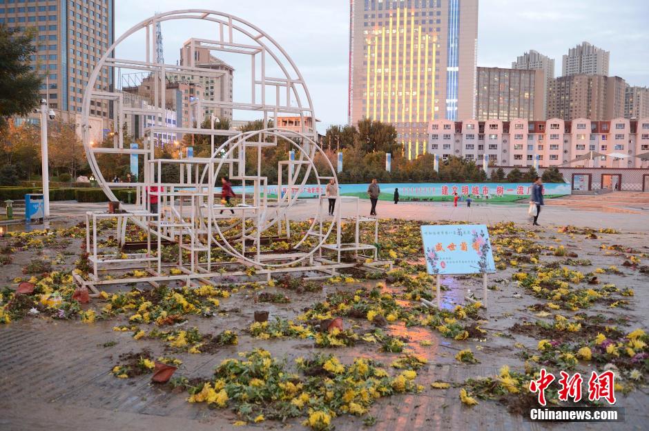 呼和浩特菊花展提前結束 數(shù)萬盆菊花被搬空 呼和浩特菊花展提前結束 數(shù)萬盆菊花被搬空
