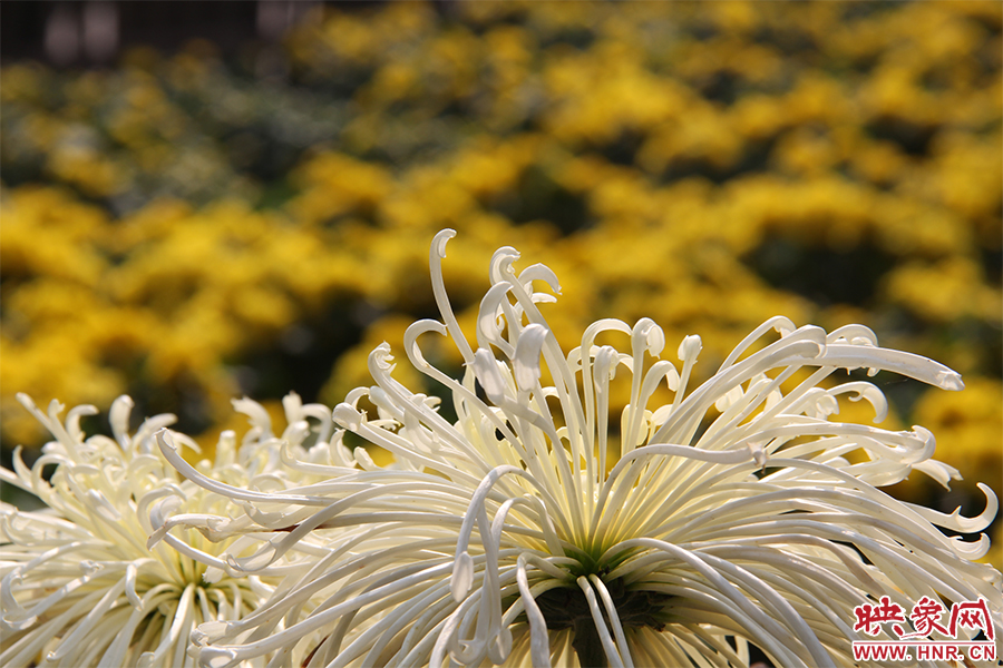 菊花飄香。