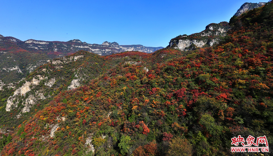 紅色，黃色，綠色的樹葉相互映襯