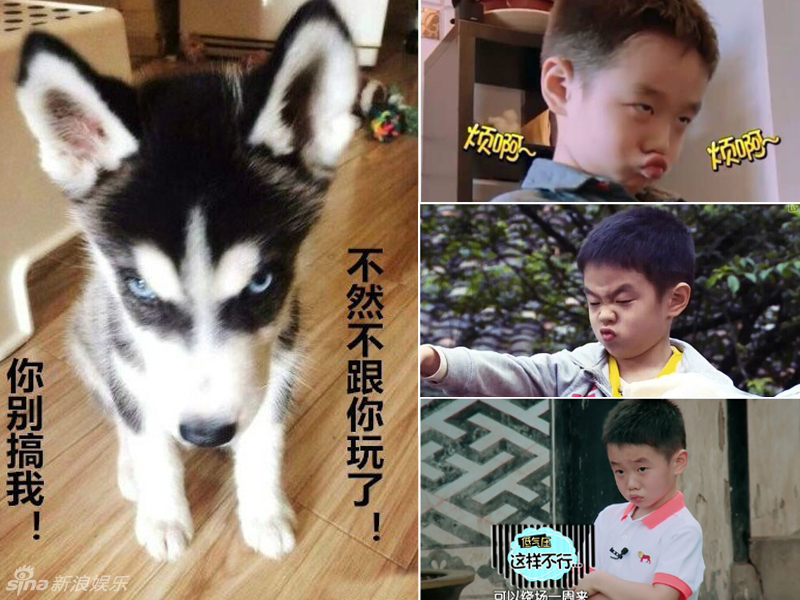 不小心就撞臉了！盤點動物界的明星相