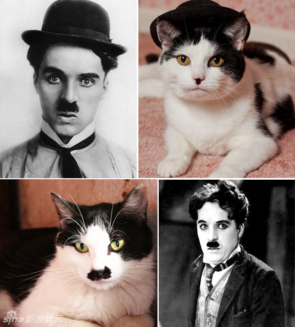 不小心就撞臉了！盤點動物界的明星相