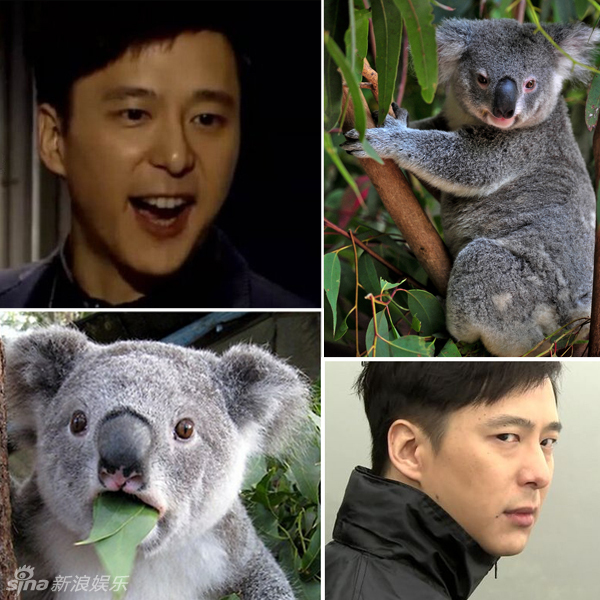 不小心就撞臉了！盤點動物界的明星相