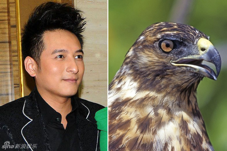 不小心就撞臉了！盤點動物界的明星相