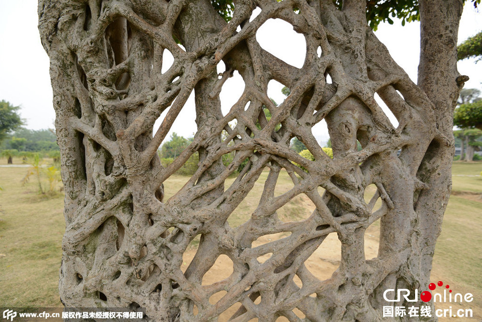 南寧驚現(xiàn)奇葩“蜘蛛網(wǎng)”景觀大樹 南寧驚現(xiàn)奇葩“蜘蛛網(wǎng)”景觀大樹