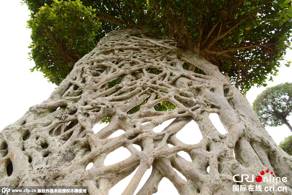 南寧驚現(xiàn)奇葩“蜘蛛網(wǎng)”景觀大樹 南寧驚現(xiàn)奇葩“蜘蛛網(wǎng)”景觀大樹