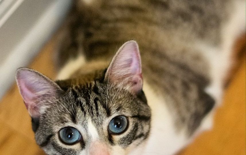 美國殘疾“貓堅強(qiáng)”頑強(qiáng)生活