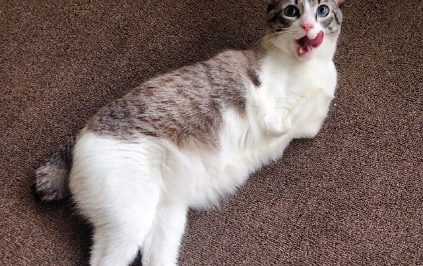 美國殘疾“貓堅強(qiáng)”頑強(qiáng)生活