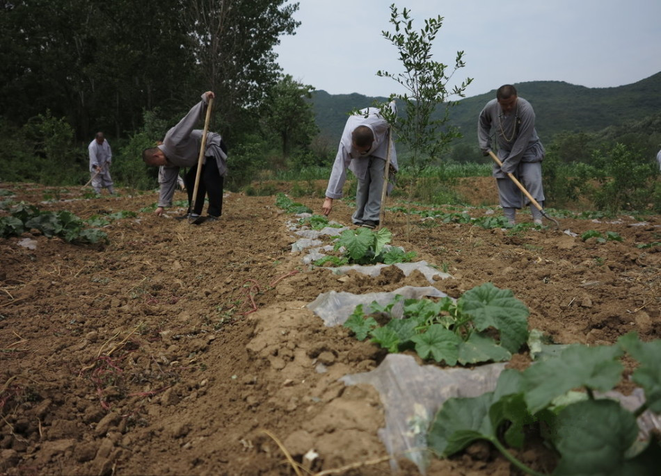 少林寺耕種的120多畝小麥熟了，武僧們走進田間，收獲黃燦燦的果實。