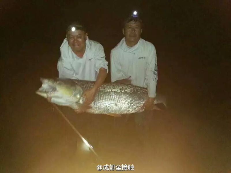 　圖為大魚需要兩個人抱起。
