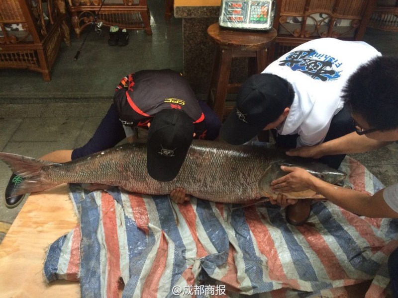 圖為父子倆翻動大魚。