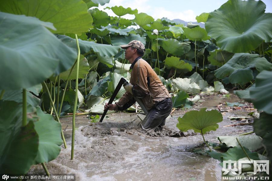 挖藕人日工作8小時 月入過萬 挖藕人日工作8小時 月入過萬