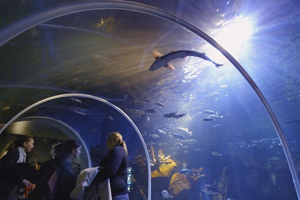 游人們穿梭在海底隧道。