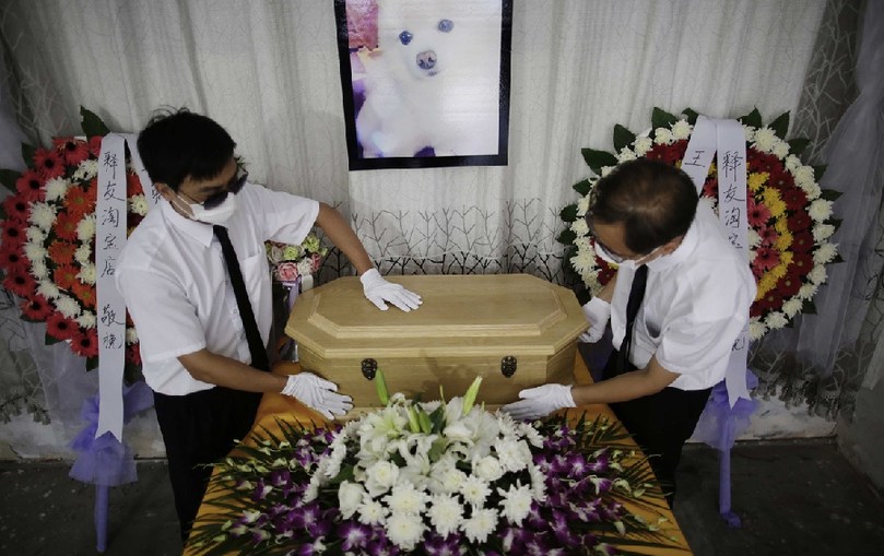 工作人員將寵物狗的靈柩放在靈堂上。