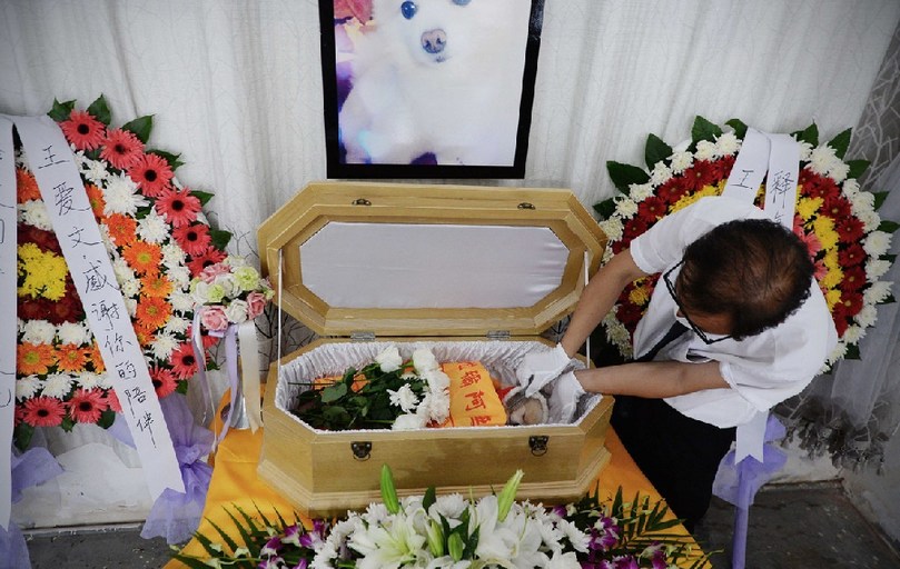 一名工作人員給狗狗整理儀容。