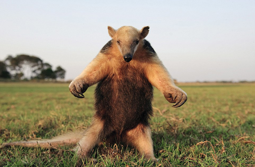 腿站立并不斷拍打胸脯向吉普車發(fā)出警告的食蟻獸。