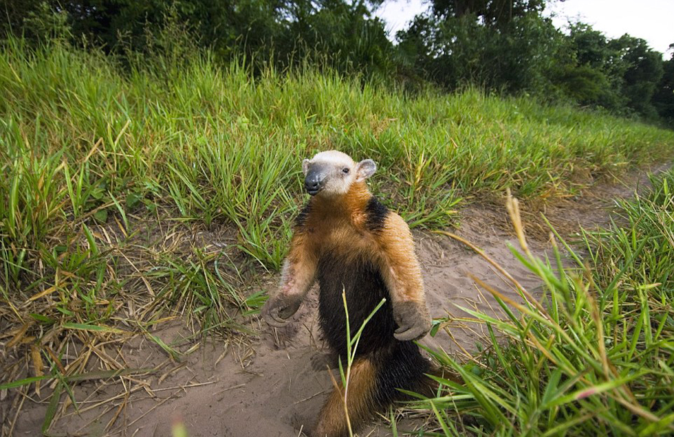這頭食蟻獸站起來是想在車前顯得自己更高大一點。（網(wǎng)頁截圖）