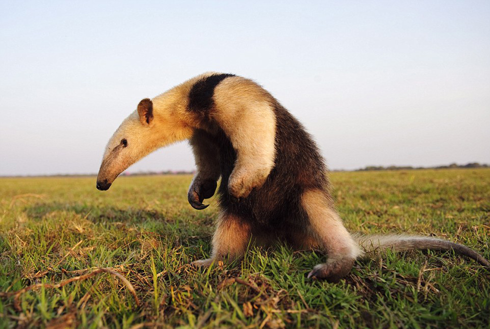 勇敢的食蟻獸。（網(wǎng)頁截圖）