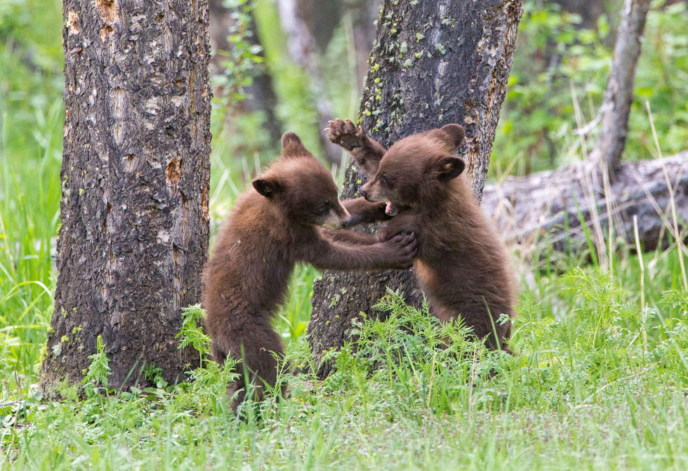 兩只萌噠噠的小熊在一顆大樹下玩躲貓貓，一會突然跳出來嚇唬對方，一會對著彼此做鬼臉，逗趣模樣讓人忍不住捧腹大笑。