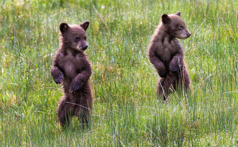 當(dāng)看到這些可愛的小熊照片時，你的心一定被它們的模樣給萌化了吧！