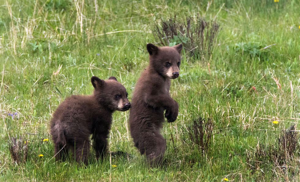 兩只萌噠噠的小熊在一顆大樹下玩躲貓貓，一會突然跳出來嚇唬對方，一會對著彼此做鬼臉，逗趣模樣讓人忍不住捧腹大笑。